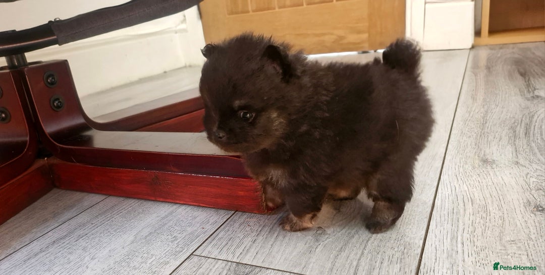 Pomeranian dogs for sale: Beautiful pomeranian puppies for sale 🥰 - Image 12
