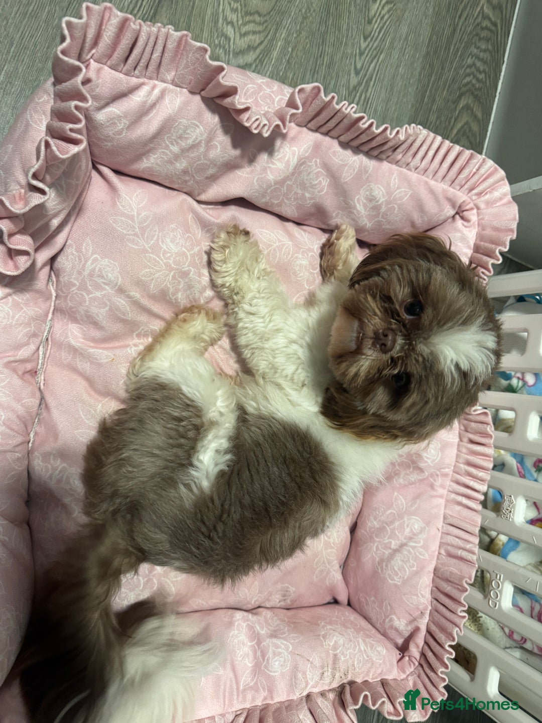 Mixed Breed dogs for sale: Lovely girl Elsie looking for home - Advert 3