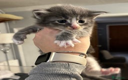 Maine Coon cats for sale: Beautiful RARE coloured Maine Coons - Image 14