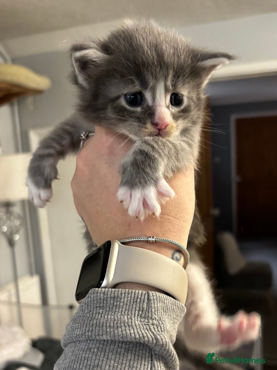 Maine Coon cats for sale: Beautiful RARE coloured Maine Coons - Image 14