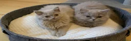 British Longhair cats for sale: GCCF kittens  - Advert 8