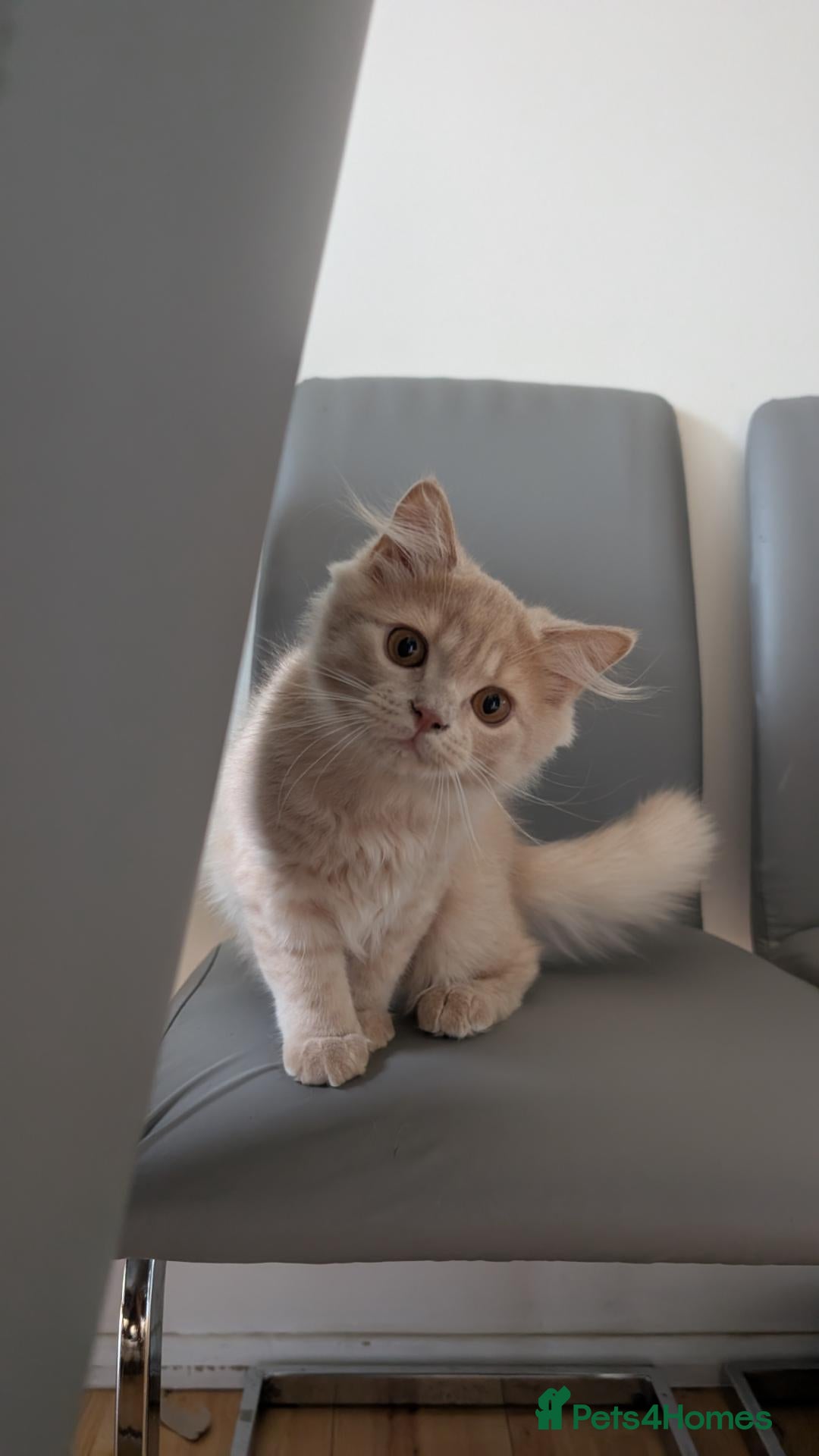 British Longhair cats Last GCCF reg British longhair kitten ready now - Advert 1