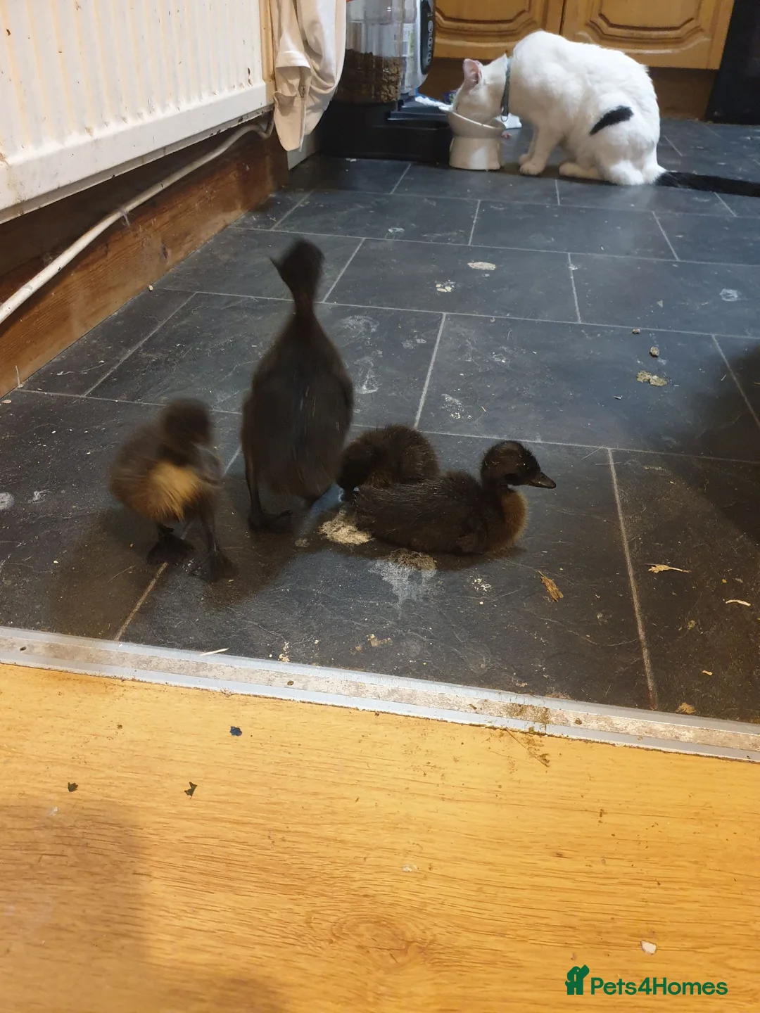 Ducks poultry for sale: Ducks looking for homes  in Newport - Advert 4