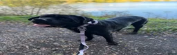 Mixed Breed dogs for sale: Bonnie needs a new home. - Advert 2