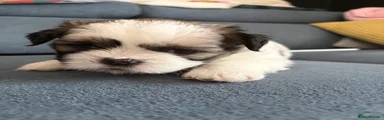 Shih Tzu 6