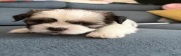 Shih Tzu dogs for sale: Ready now - Beautiful Shih Tzu puppies - Advert 14