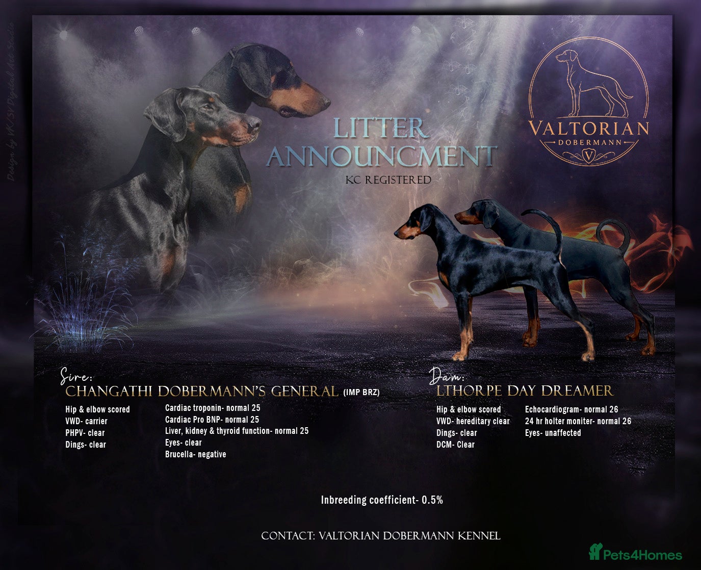 Dobermann dogs Outstanding KC Dobermann Pups🇧🇷 Licensed Breeder - Advert 1