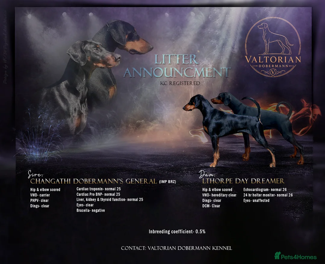 Dobermann dogs for sale: Outstanding KC Dobermann Pups🇧🇷 Licensed Breeder - Advert 1