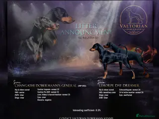 Dobermann dogs Outstanding KC Dobermann Pups🇧🇷 Licensed Breeder - Advert 3