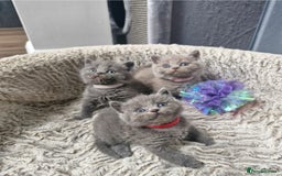 British Shorthair cats for sale: British blue and lilac shorthair - Image 2