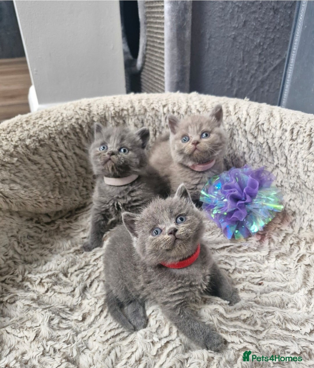 British Shorthair cats for sale: British blue and lilac shorthair - Image 2