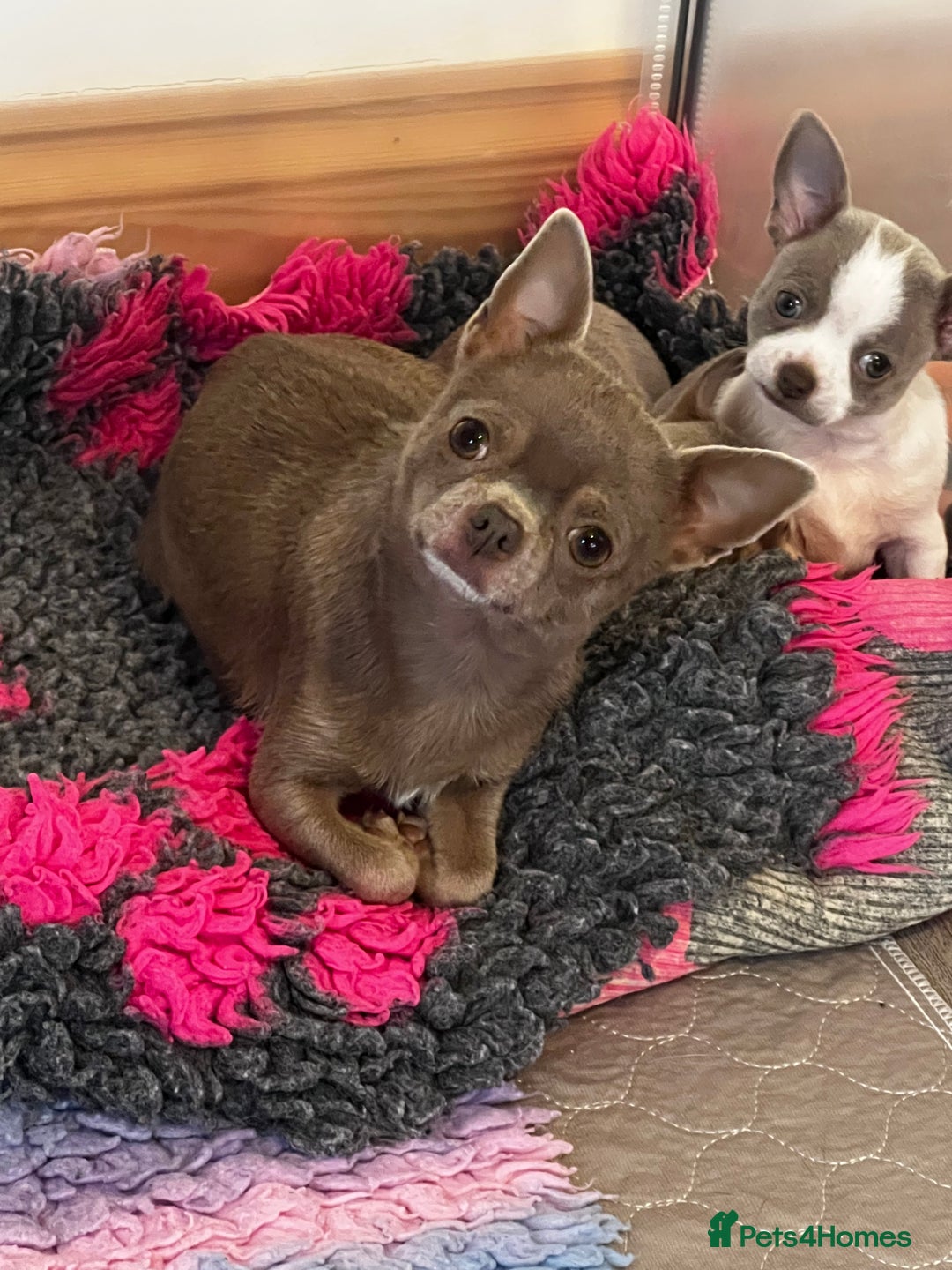 Chihuahua dogs for sale: Kc registered lilac chihuahua boy - Advert 6