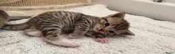 Scottish Fold cats for sale: Scottish fold x Scottish straight  - Advert 21