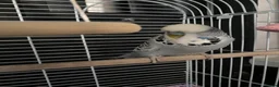 Budgerigars birds for sale: Two beautiful young budgies plus cage free  - Advert 5