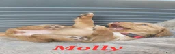 Cocker Spaniel dogs for sale: Beautiful golden working cocker spaniel puppies  - Advert 18