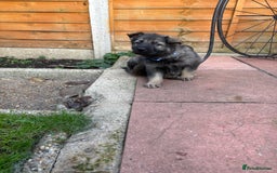 German Shepherd dogs for sale: 10 amazing german shepherd puppies - Advert 40