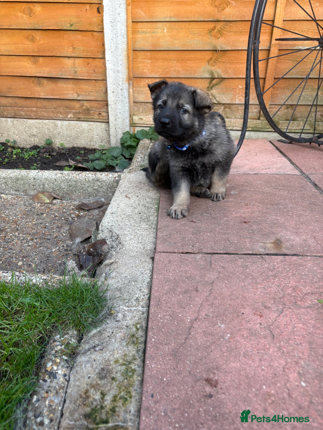 German Shepherd dogs for sale: 10 amazing german shepherd puppies - Advert 40