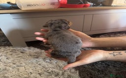 Mixed Breed dogs for sale: 4 Jack Russell cross Dachshund puppies - Image 19