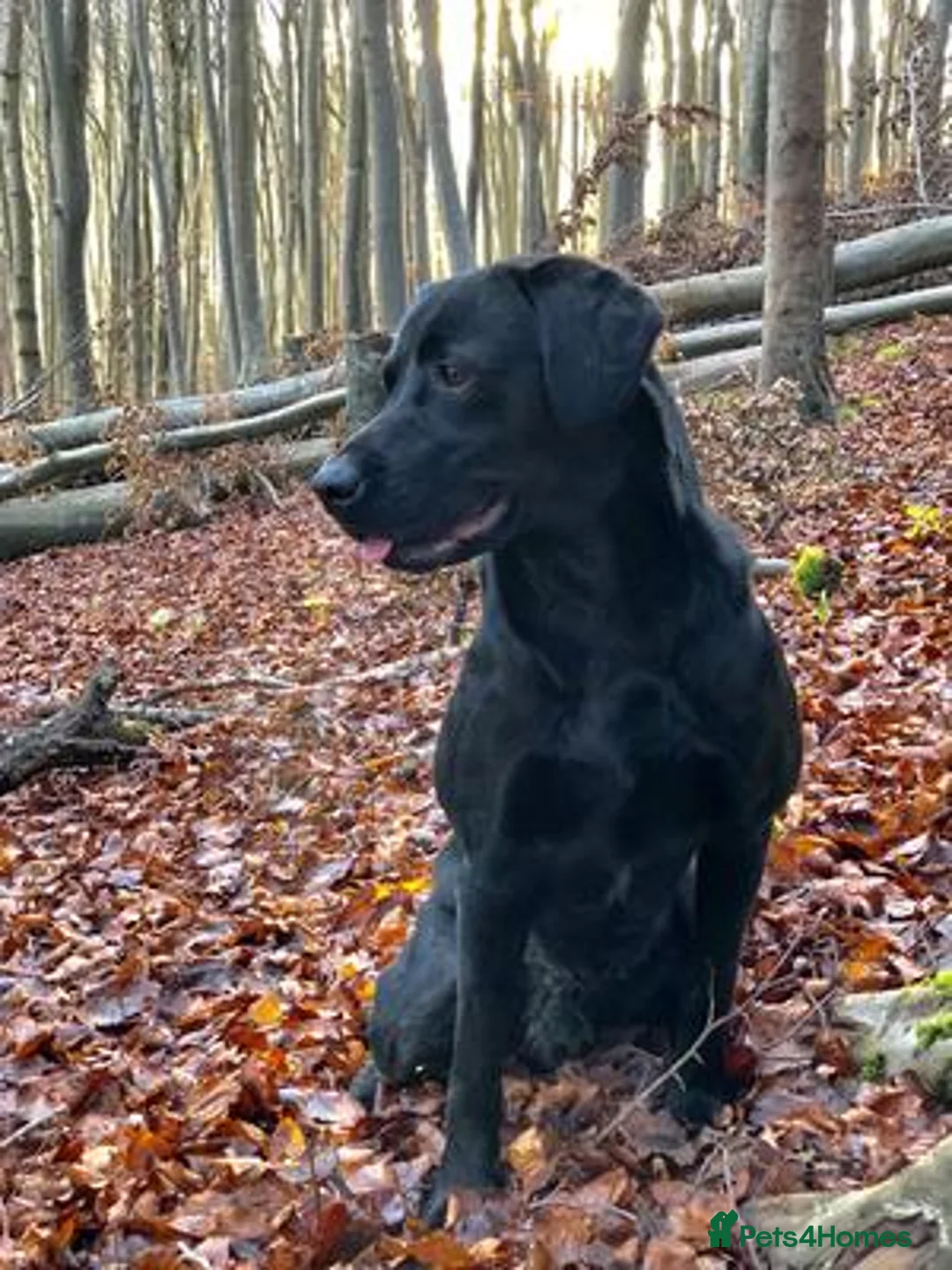Labrador Retriever dogs for sale: Beautiful black labs in Taunton - Advert 21