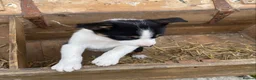 Border Collie dogs for sale: Tricoloured Border Collie Puppies - Advert 13