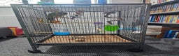 Parakeets birds for sale: Kakariki+Cage+toys+foods+bath+multivitamins+sprays - Advert 18