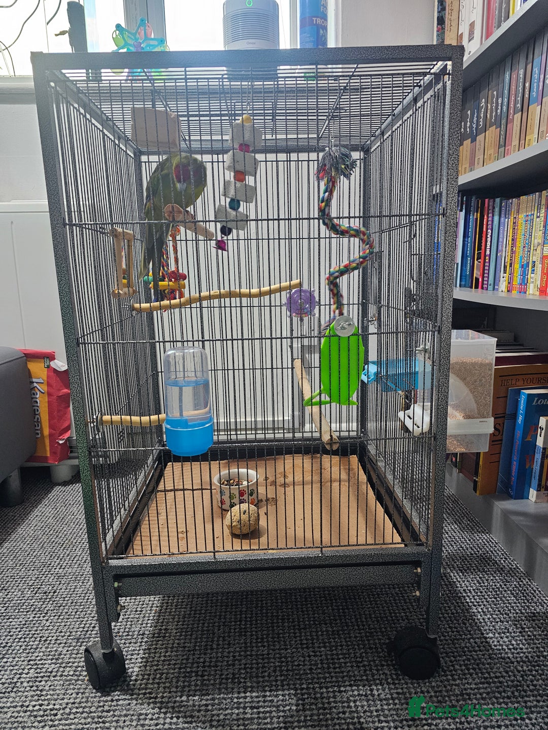 Parakeets birds for sale: Kakariki+Cage+toys+foods+bath+multivitamins+sprays - Image 18