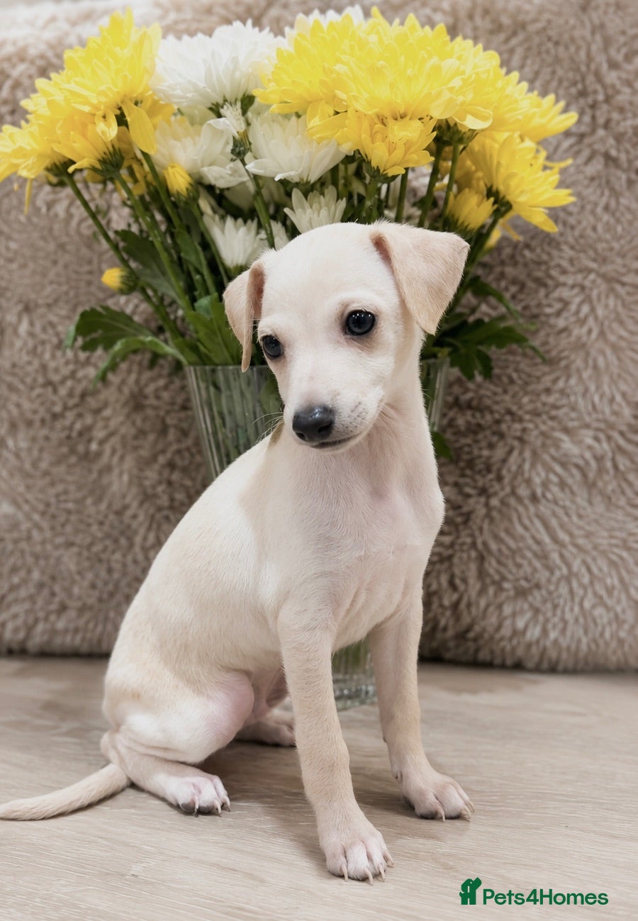 Italian Greyhound dogs Gorgeous Cream Boy Available - Advert 1