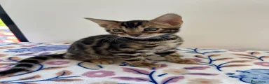 Bengal Kitten Blue