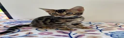 Bengal cats for sale: READY TO GO! Pure Pedigree Bengal Kittens TICA Reg - Advert 5
