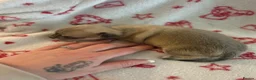 Chihuahua dogs for sale: Chihuahua puppies  - Advert 12
