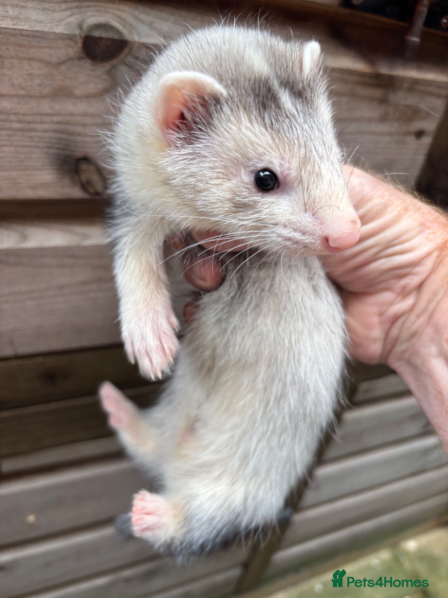 Ferret rodents Ferret kits - Advert 2