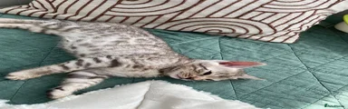 Bengal 2