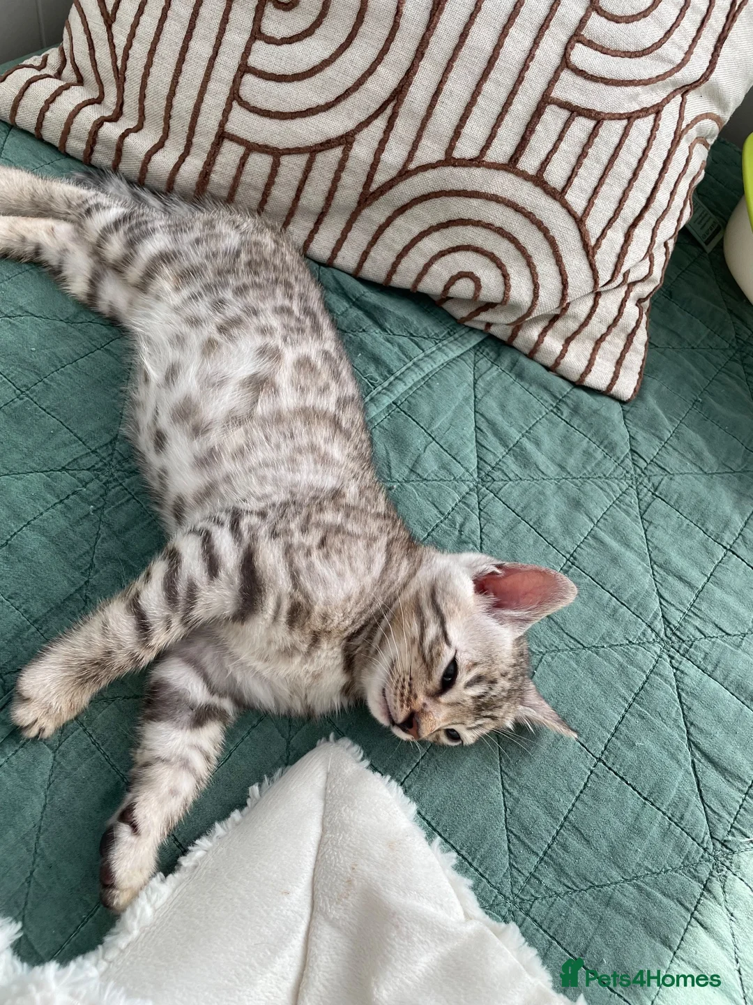 Bengal cats for sale: Bengal kittens  - Advert 3