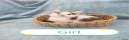 Mixed Breed cats for sale: Beautiful Kittens Videos in Barnsley - Advert 2