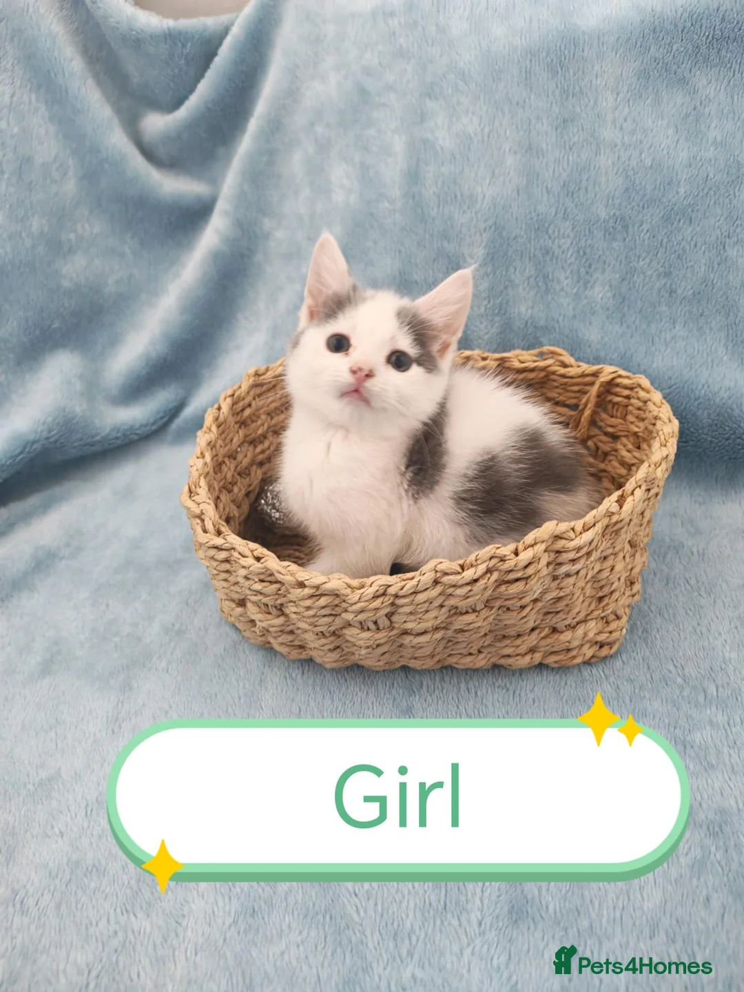 Mixed Breed cats for sale: Beautiful Kittens Videos in Barnsley - Advert 2