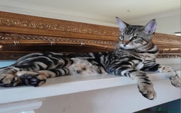 Savannah cats for sale: SOLD Pedigree TICA Reg F5 Savannah Boy Kitten - Image 1
