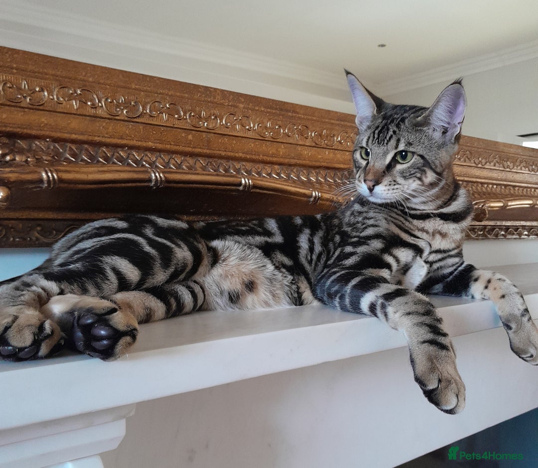 Savannah cats for sale: SOLD Pedigree TICA Reg F5 Savannah Boy Kitten - Image 1
