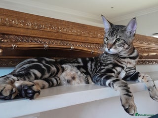 Savannah cats - Advert 24