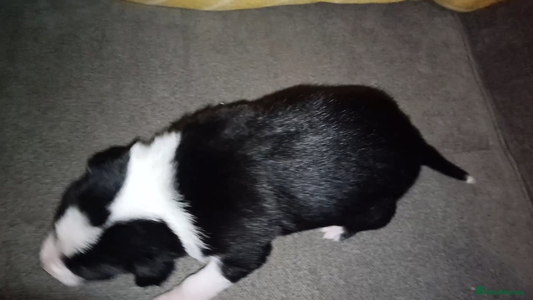 Border Collie dogs for sale: Border collie puppies B/W  - Advert 29