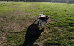 Cocker Spaniel dogs for sale: 7 month old male working cocker spaniel puppy - Image 5