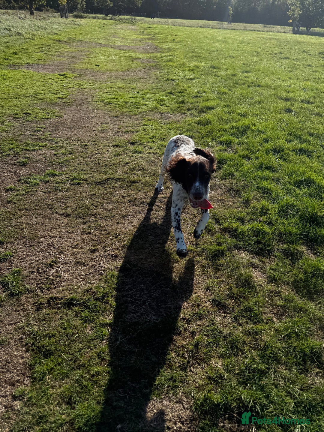 Cocker Spaniel dogs for sale: 7 month old male working cocker spaniel puppy - Image 5