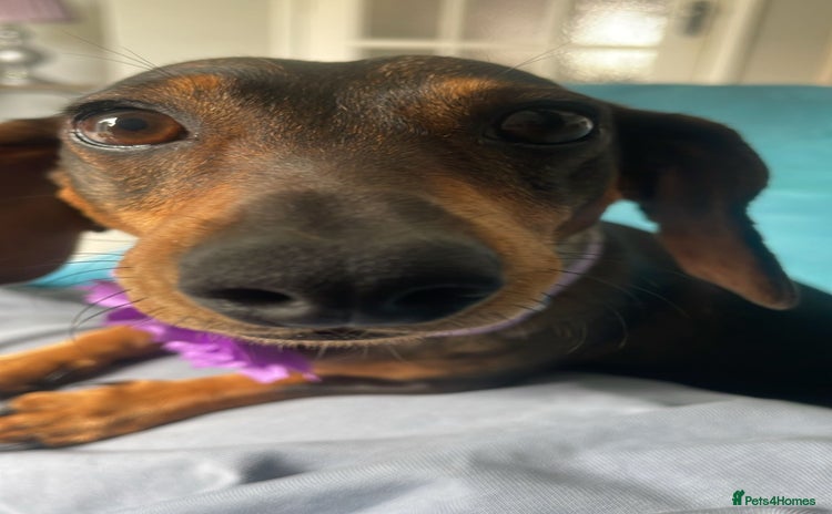 Dachshund dogs - Advert 4