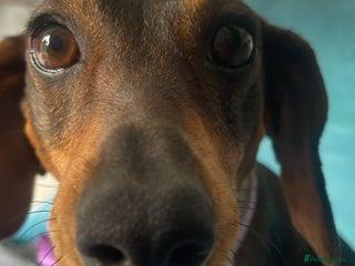 Dachshund dogs Dachshund - Advert 16