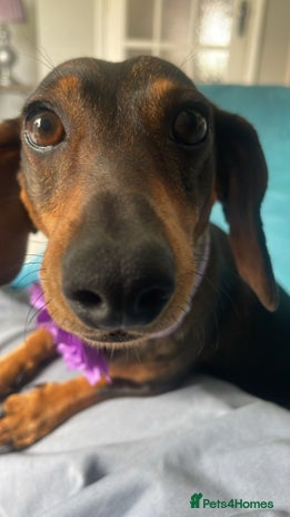 Dachshund dogs Dachshund - Advert 3