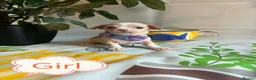 Chihuahua dogs for sale: Chihuahua puppies in Barnsley - Advert 25