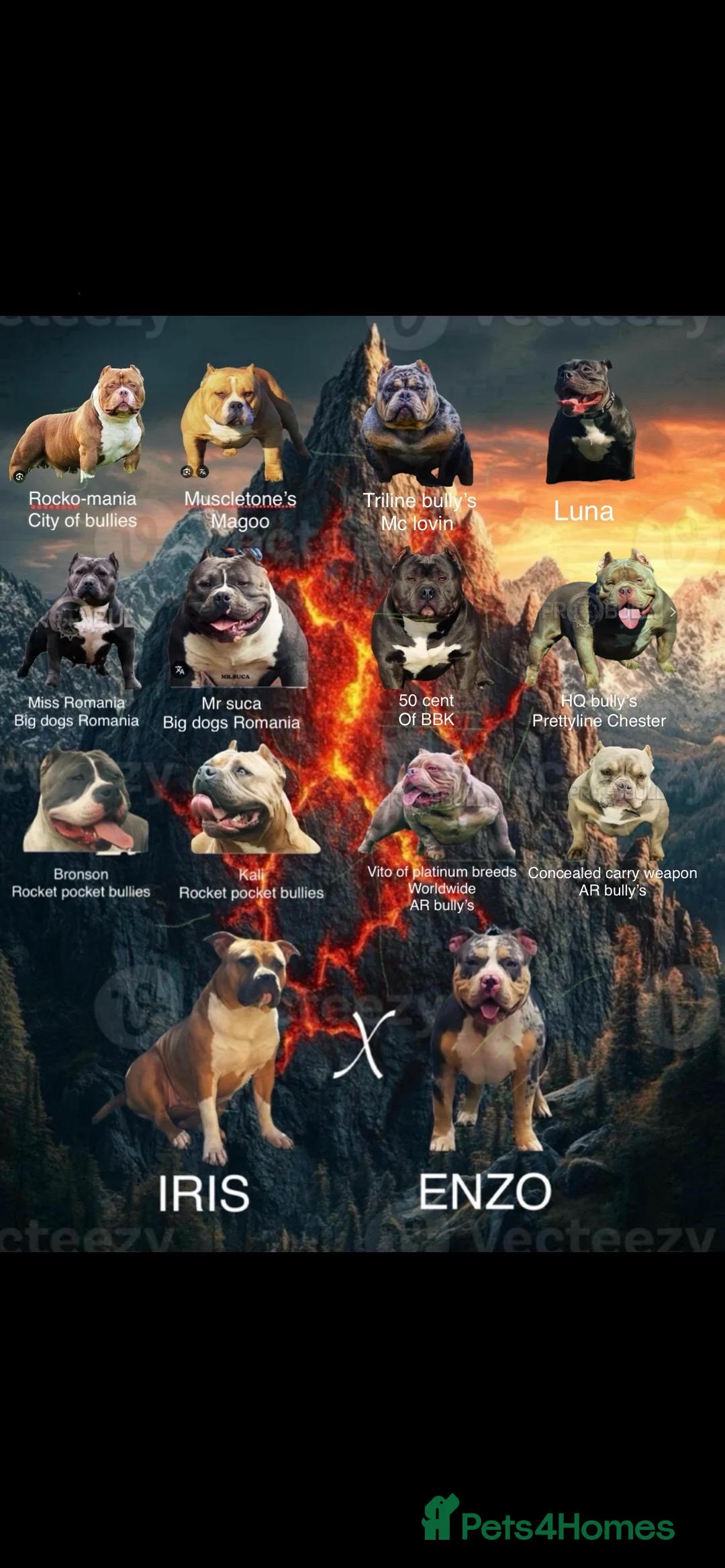 American Bully dogs for sale: American pocket bully’s  - Advert 8