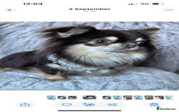 Chihuahua dogs for sale: CHIHUAHUA PUPPIES 🩵🩵 - Image 12