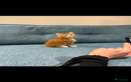 Maine Coon cats for sale: Maine Coon Kittens - Image 21