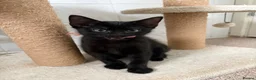 Mixed Breed cats for sale: Kittens looking for new homes - Advert 6