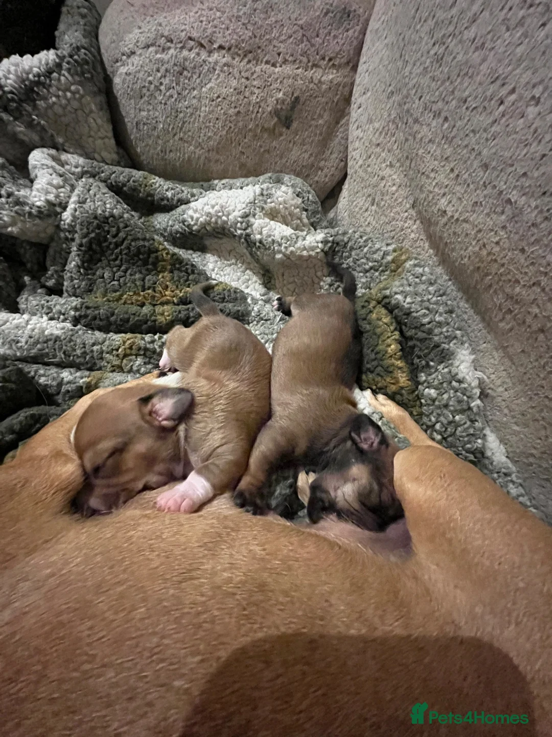 Chiweenie dogs for sale: Beautiful baby chiweenies 🐾🐕 - Advert 1